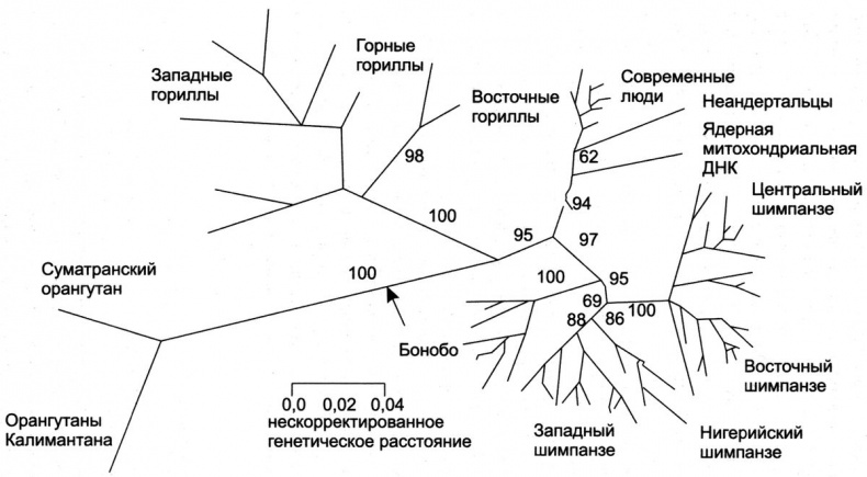 Отпечатки жизни. 25 шагов эволюции и вся история планеты