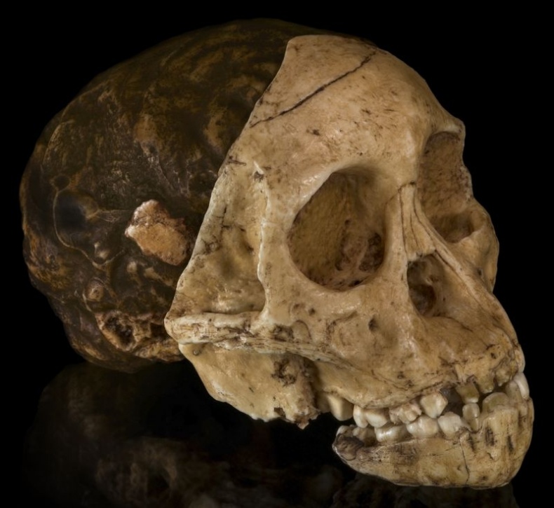 Отпечатки жизни. 25 шагов эволюции и вся история планеты