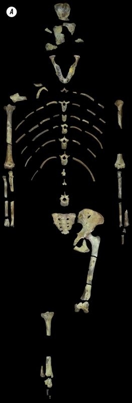 Отпечатки жизни. 25 шагов эволюции и вся история планеты