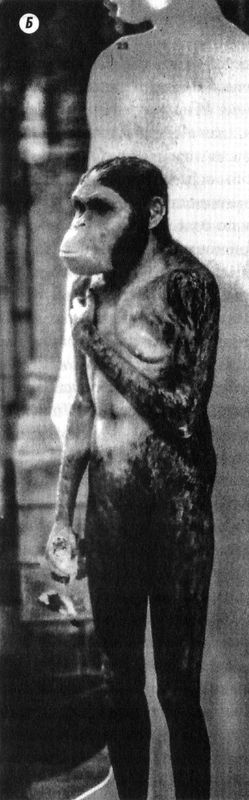 Отпечатки жизни. 25 шагов эволюции и вся история планеты