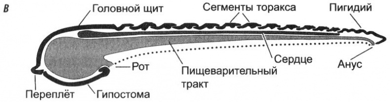 Отпечатки жизни. 25 шагов эволюции и вся история планеты