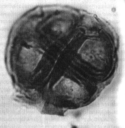 Отпечатки жизни. 25 шагов эволюции и вся история планеты Отпечатки жизни. 25 шагов эволюции и вся история планеты