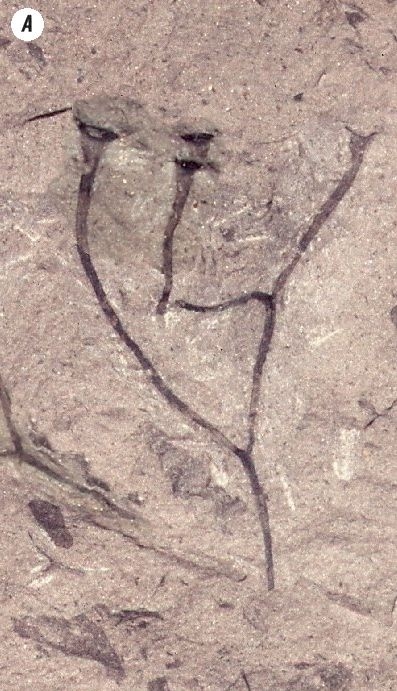 Отпечатки жизни. 25 шагов эволюции и вся история планеты Отпечатки жизни. 25 шагов эволюции и вся история планеты