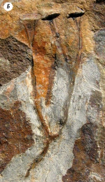 Отпечатки жизни. 25 шагов эволюции и вся история планеты Отпечатки жизни. 25 шагов эволюции и вся история планеты