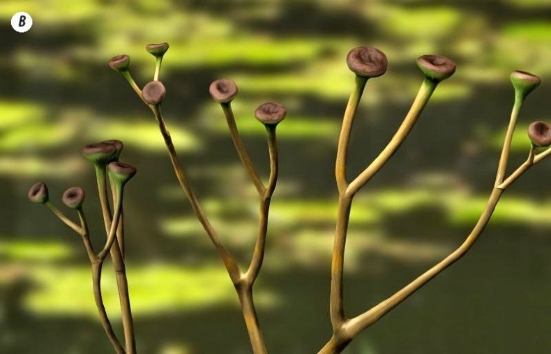 Отпечатки жизни. 25 шагов эволюции и вся история планеты Отпечатки жизни. 25 шагов эволюции и вся история планеты