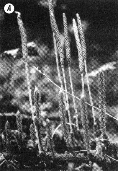 Отпечатки жизни. 25 шагов эволюции и вся история планеты Отпечатки жизни. 25 шагов эволюции и вся история планеты