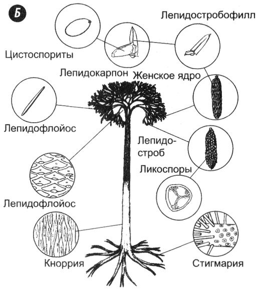 Отпечатки жизни. 25 шагов эволюции и вся история планеты Отпечатки жизни. 25 шагов эволюции и вся история планеты