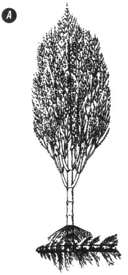 Отпечатки жизни. 25 шагов эволюции и вся история планеты Отпечатки жизни. 25 шагов эволюции и вся история планеты