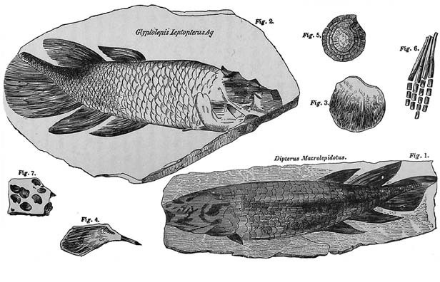 Отпечатки жизни. 25 шагов эволюции и вся история планеты Отпечатки жизни. 25 шагов эволюции и вся история планеты