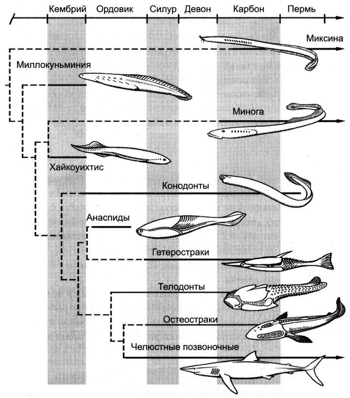 Отпечатки жизни. 25 шагов эволюции и вся история планеты Отпечатки жизни. 25 шагов эволюции и вся история планеты