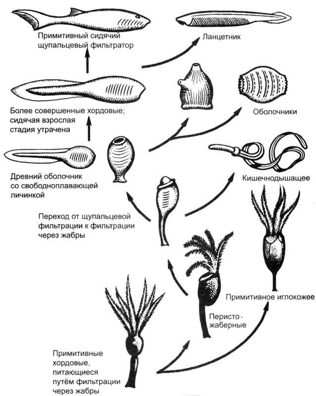 Отпечатки жизни. 25 шагов эволюции и вся история планеты Отпечатки жизни. 25 шагов эволюции и вся история планеты
