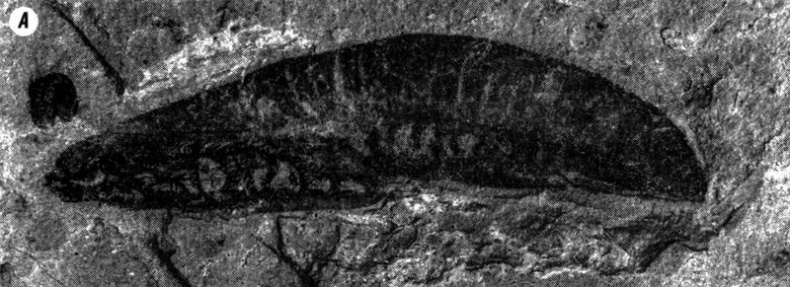 Отпечатки жизни. 25 шагов эволюции и вся история планеты Отпечатки жизни. 25 шагов эволюции и вся история планеты