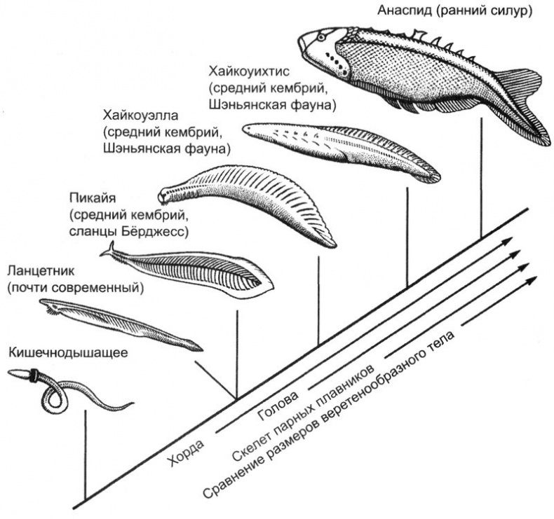 Отпечатки жизни. 25 шагов эволюции и вся история планеты Отпечатки жизни. 25 шагов эволюции и вся история планеты