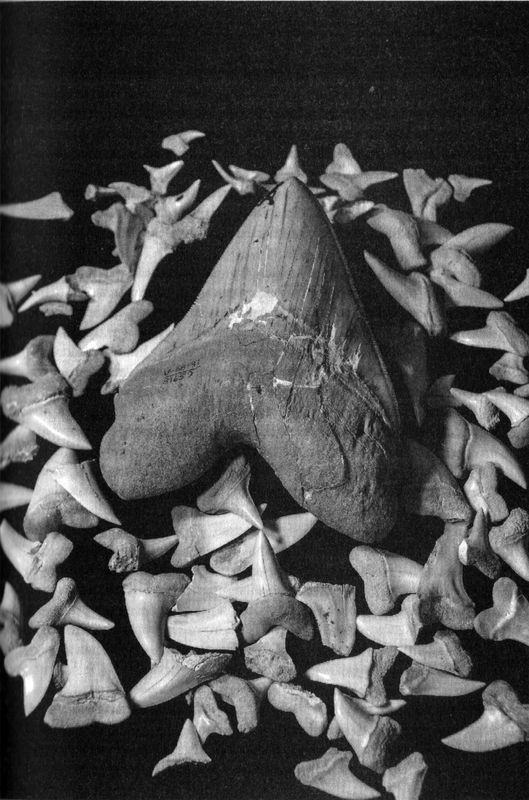 Отпечатки жизни. 25 шагов эволюции и вся история планеты Отпечатки жизни. 25 шагов эволюции и вся история планеты