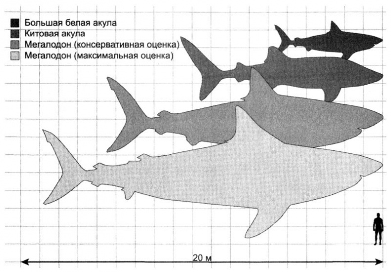 Отпечатки жизни. 25 шагов эволюции и вся история планеты