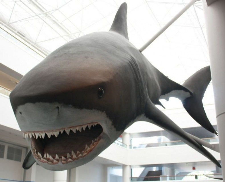 Отпечатки жизни. 25 шагов эволюции и вся история планеты