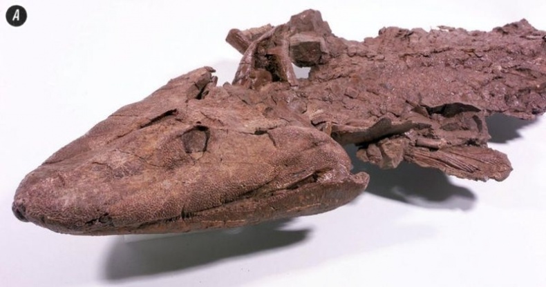 Отпечатки жизни. 25 шагов эволюции и вся история планеты