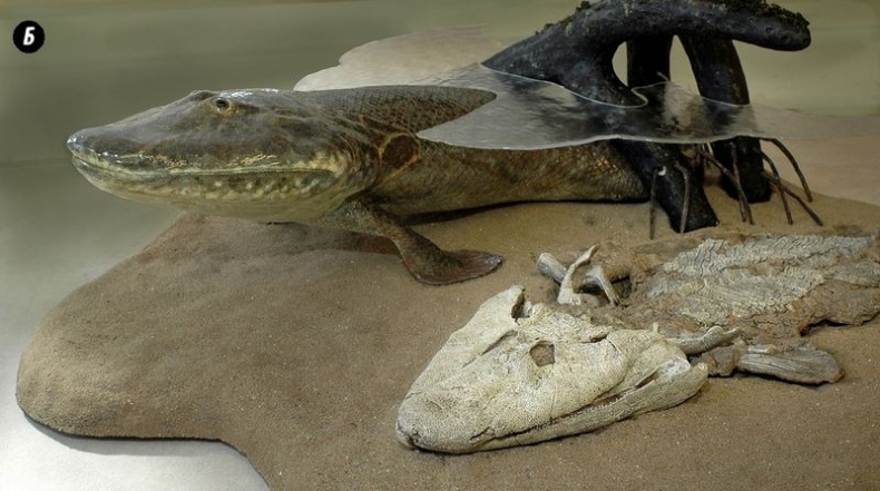 Отпечатки жизни. 25 шагов эволюции и вся история планеты