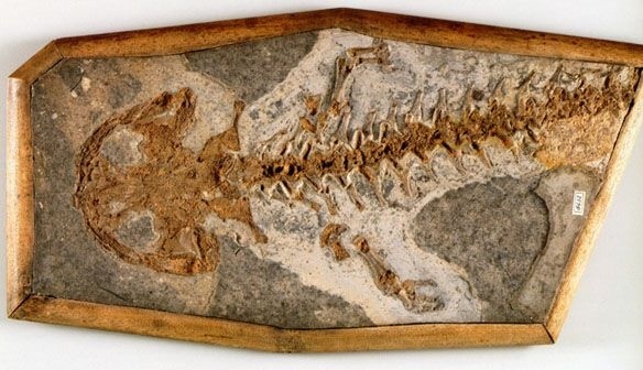 Отпечатки жизни. 25 шагов эволюции и вся история планеты