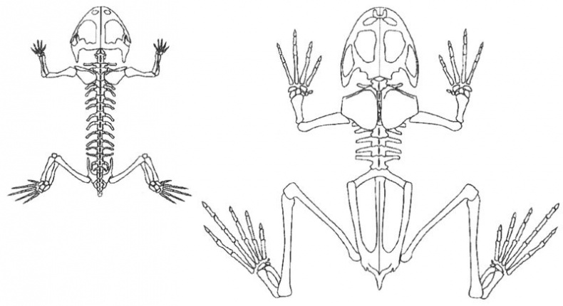 Отпечатки жизни. 25 шагов эволюции и вся история планеты
