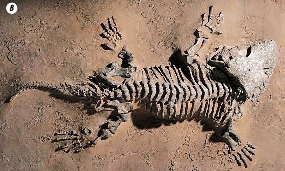 Отпечатки жизни. 25 шагов эволюции и вся история планеты Отпечатки жизни. 25 шагов эволюции и вся история планеты