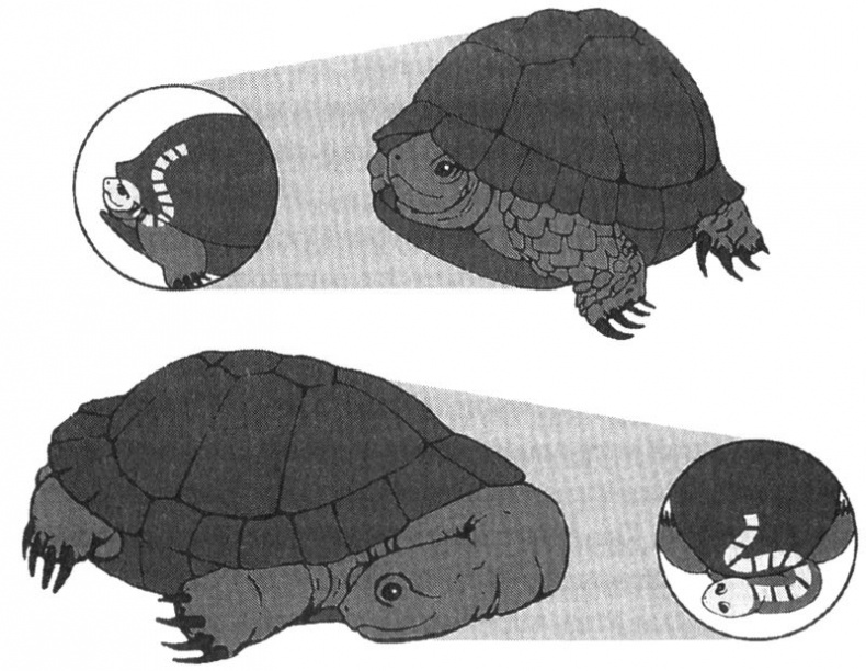 Отпечатки жизни. 25 шагов эволюции и вся история планеты