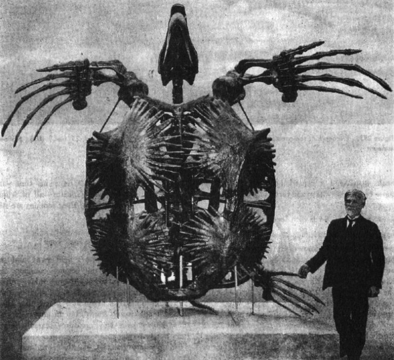 Отпечатки жизни. 25 шагов эволюции и вся история планеты