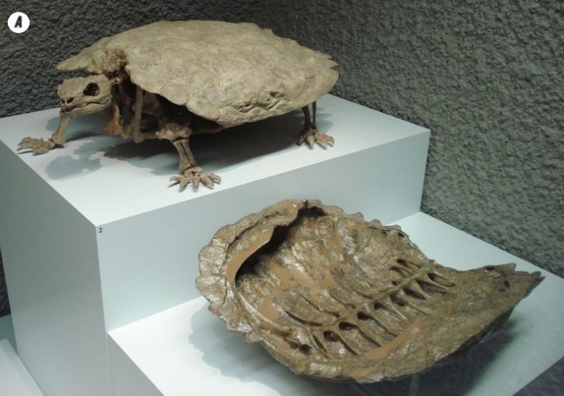 Отпечатки жизни. 25 шагов эволюции и вся история планеты Отпечатки жизни. 25 шагов эволюции и вся история планеты