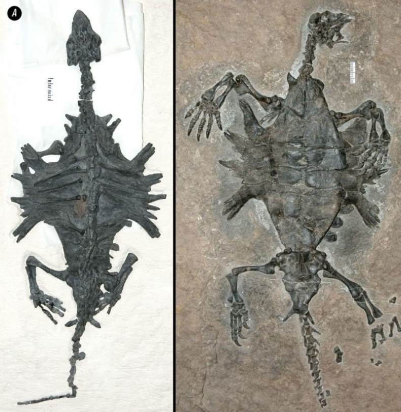 Отпечатки жизни. 25 шагов эволюции и вся история планеты Отпечатки жизни. 25 шагов эволюции и вся история планеты