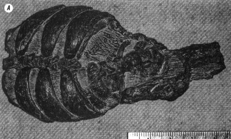 Отпечатки жизни. 25 шагов эволюции и вся история планеты Отпечатки жизни. 25 шагов эволюции и вся история планеты