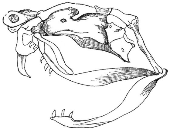 Отпечатки жизни. 25 шагов эволюции и вся история планеты Отпечатки жизни. 25 шагов эволюции и вся история планеты