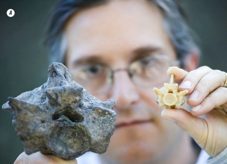 Отпечатки жизни. 25 шагов эволюции и вся история планеты Отпечатки жизни. 25 шагов эволюции и вся история планеты