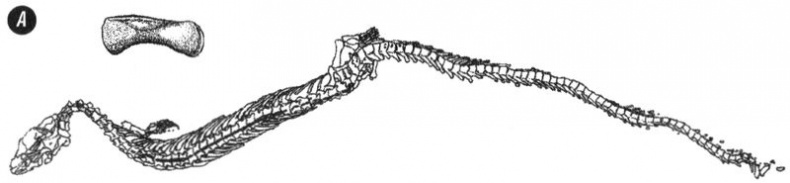 Отпечатки жизни. 25 шагов эволюции и вся история планеты Отпечатки жизни. 25 шагов эволюции и вся история планеты