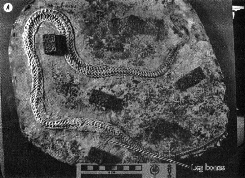 Отпечатки жизни. 25 шагов эволюции и вся история планеты Отпечатки жизни. 25 шагов эволюции и вся история планеты