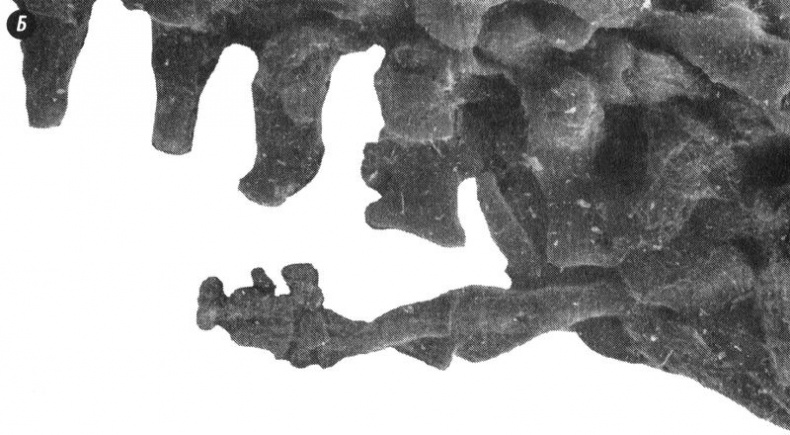 Отпечатки жизни. 25 шагов эволюции и вся история планеты Отпечатки жизни. 25 шагов эволюции и вся история планеты