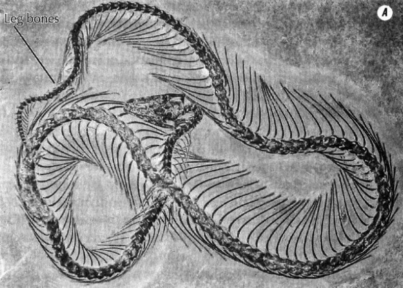 Отпечатки жизни. 25 шагов эволюции и вся история планеты Отпечатки жизни. 25 шагов эволюции и вся история планеты