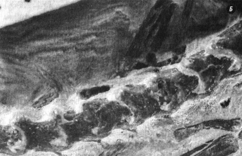 Отпечатки жизни. 25 шагов эволюции и вся история планеты Отпечатки жизни. 25 шагов эволюции и вся история планеты