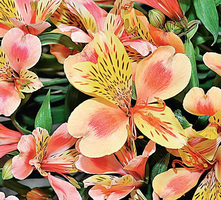 Большая энциклопедия садовода-огородника от А до Я Большая энциклопедия садовода-огородника от А до Я