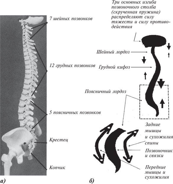 Как лечить боли в спине и ревматические боли в суставах Как лечить боли в спине и ревматические боли в суставах