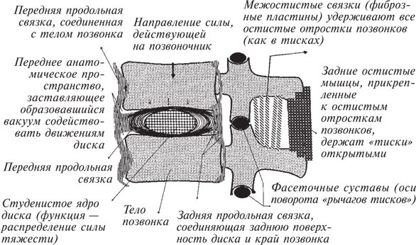 Как лечить боли в спине и ревматические боли в суставах Как лечить боли в спине и ревматические боли в суставах