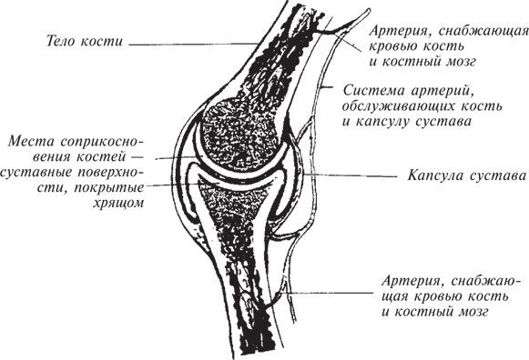 Как лечить боли в спине и ревматические боли в суставах Как лечить боли в спине и ревматические боли в суставах