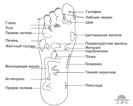 Йога для офисных работников. Целебные комплексы от "сидячих болезней" Йога для офисных работников. Целебные комплексы от "сидячих болезней"