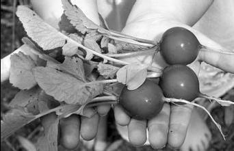 Как восстановить фигуру после родов Как восстановить фигуру после родов