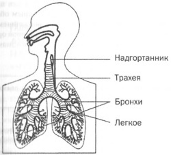 Управление голосом Управление голосом