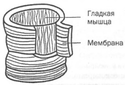 Управление голосом Управление голосом