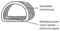 Управление голосом Управление голосом