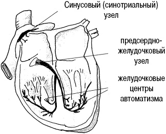 Стоп-инфаркт. Как читать ЭКГ и заботиться о сердце Стоп-инфаркт. Как читать ЭКГ и заботиться о сердце