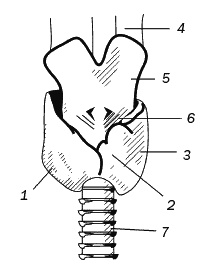 Целительные точки для лечения щитовидной железы Целительные точки для лечения щитовидной железы