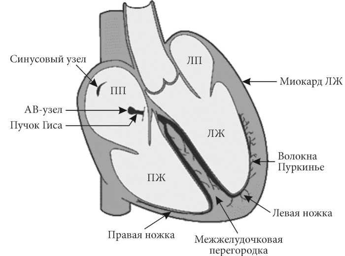 Лучшие методы лечения и профилактики инфаркта миокарда Лучшие методы лечения и профилактики инфаркта миокарда