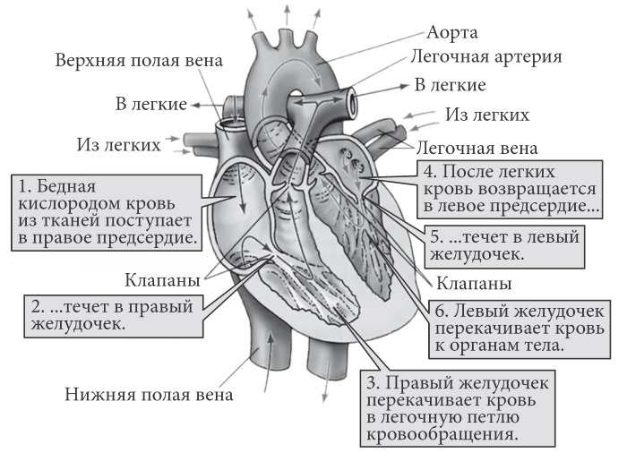 Лучшие методы лечения и профилактики инфаркта миокарда Лучшие методы лечения и профилактики инфаркта миокарда